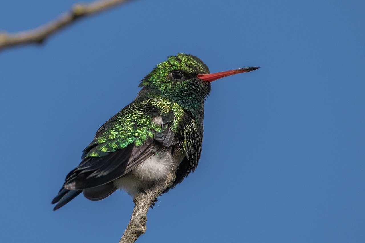 Attracting Hummingbirds to Your Garden